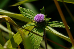 Phyllocephalum scabridum